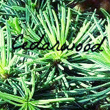 Cedarwood is known for the following properties: anti-inflammatory, relieves spasms, fungal infections and skin irritations, reduces cough, increases metabolism, tightens muscles, and promotes hair growth.