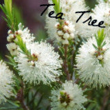 Tea Tree (Melaleuca alternifolia)